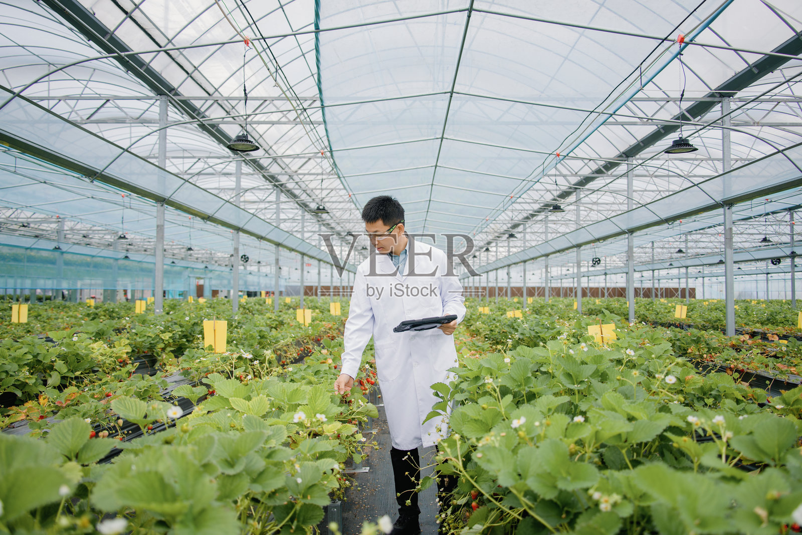 科研人员温室检查草莓植株生长照片摄影图片