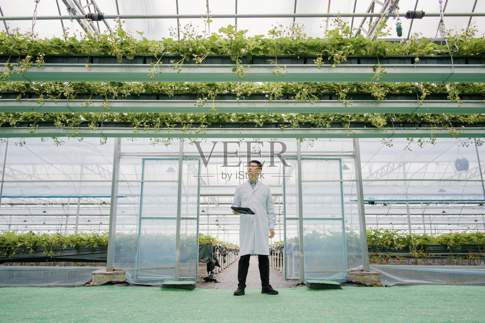 温室中科研人员查看立体种植草莓照片摄影图片