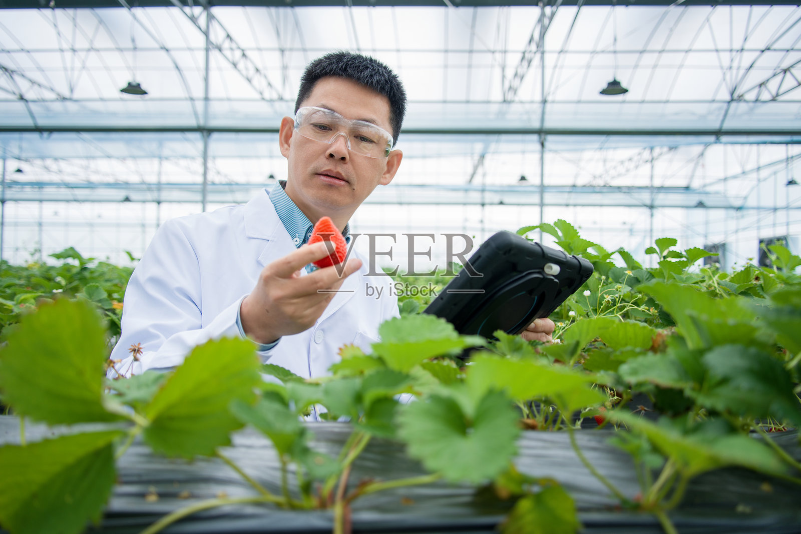 科研人员温室检查草莓品质照片摄影图片