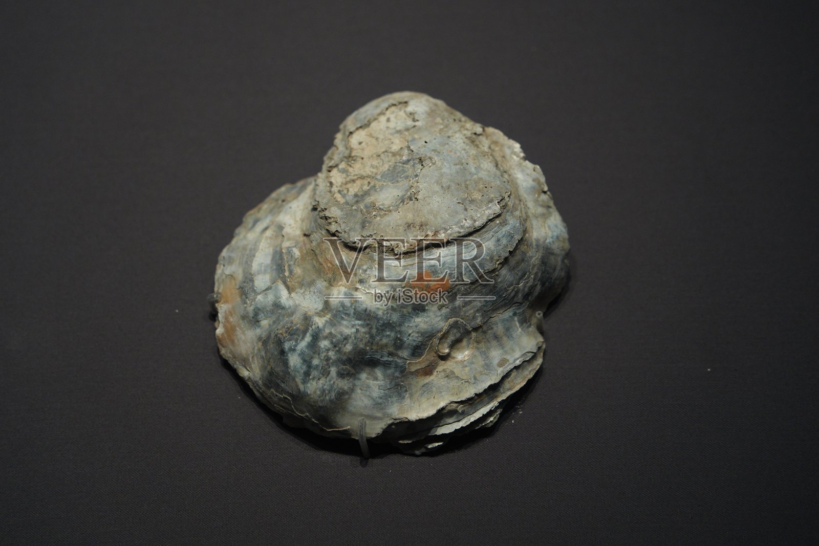 灰蓝色牡蛎壳特写表面纹理清晰照片摄影图片