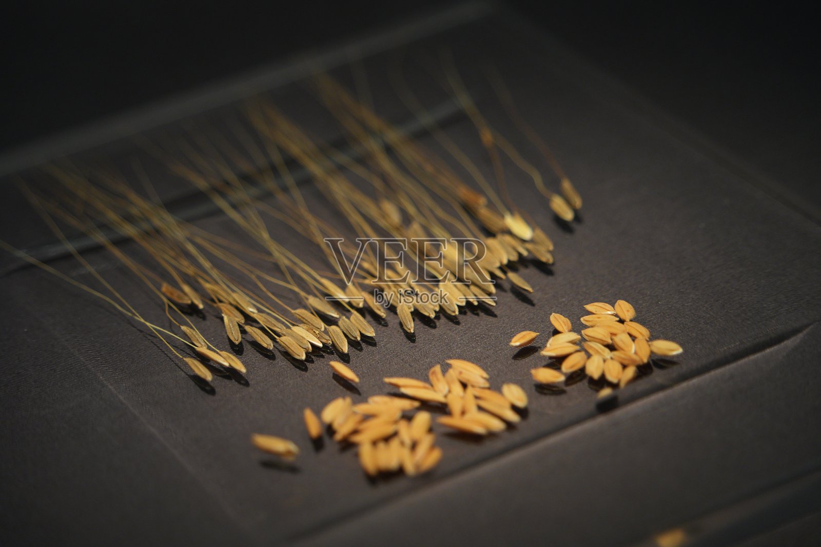 稻谷穗粒特写展示金黄饱满谷粒照片摄影图片