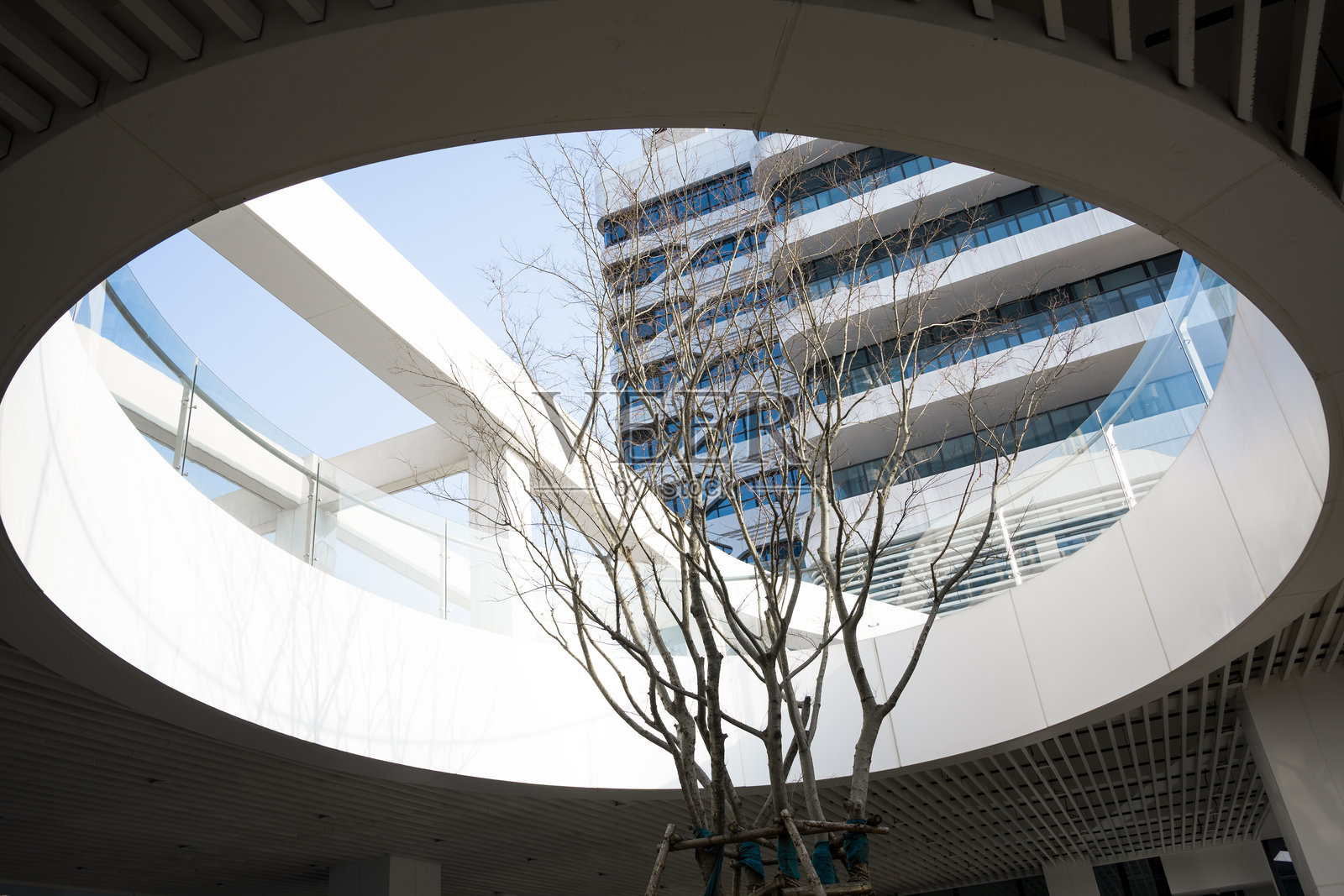 白色环形建筑内枯树与玻璃幕墙照片摄影图片
