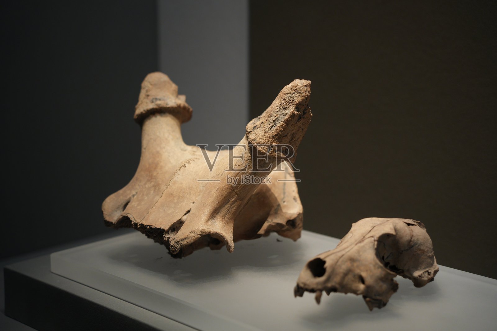 古生物化石展品展台陈列特写照片摄影图片