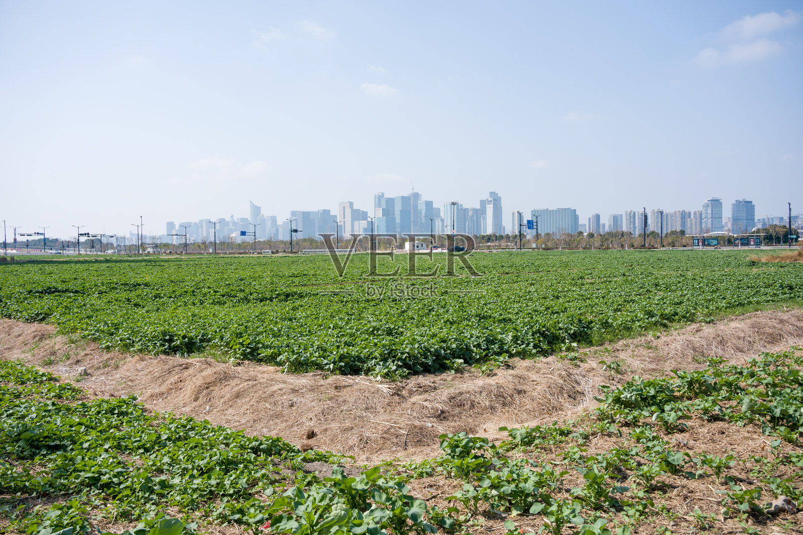 城市远郊农田绿植与高楼天际线景观照片摄影图片