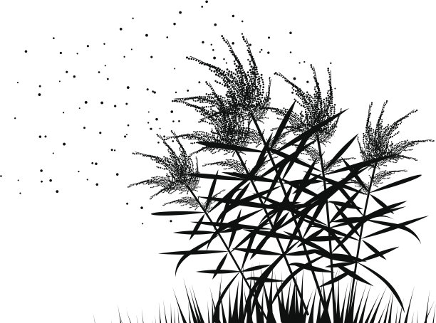 豚草轮廓图片 豚草轮廓图片下载