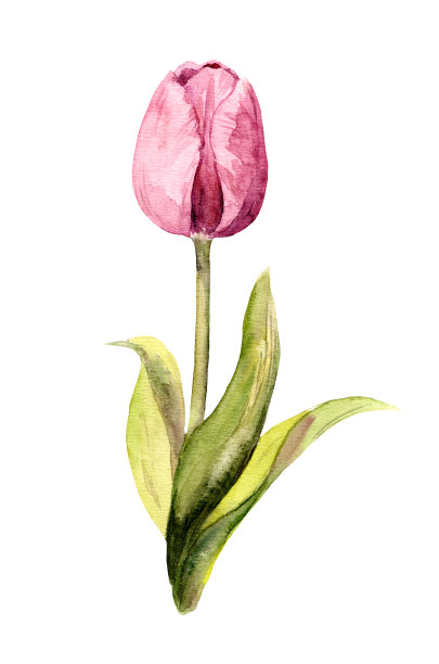 紫罗兰郁金香花-水彩植物插图图片 紫罗兰郁金香花-水彩植物插图图片下载