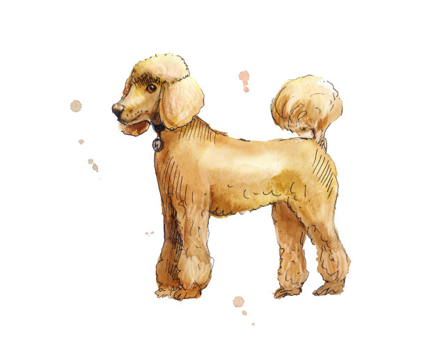 贵宾犬水彩图片 贵宾犬水彩图片下载