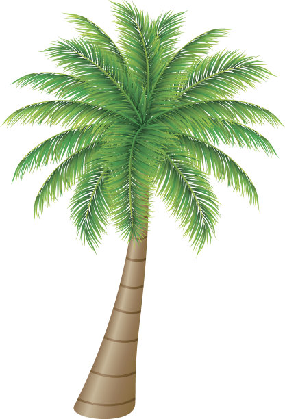 白色背景上的棕榈树图片 白色背景上的棕榈树图片下载