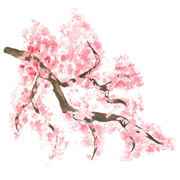 水彩画素描樱花枝头绽放,樱花树上满是鲜花图片 水彩画素描樱花枝头绽放,樱花树上满是鲜花图片下载