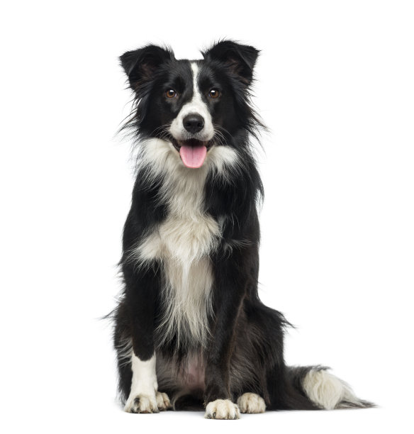 博德牧羊犬(2岁)图片 博德牧羊犬(2岁)图片下载