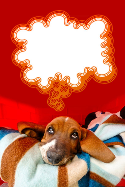 深思熟虑的巴塞特猎犬图片 深思熟虑的巴塞特猎犬图片下载