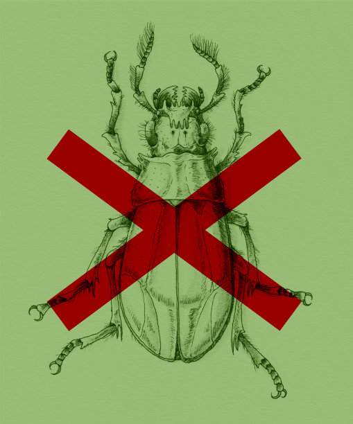 甲虫图片 甲虫图片下载