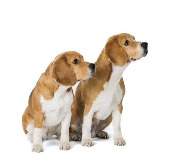 两只可爱的小猎犬孤立在白色的背景上图片 两只可爱的小猎犬孤立在白色的背景上图片下载