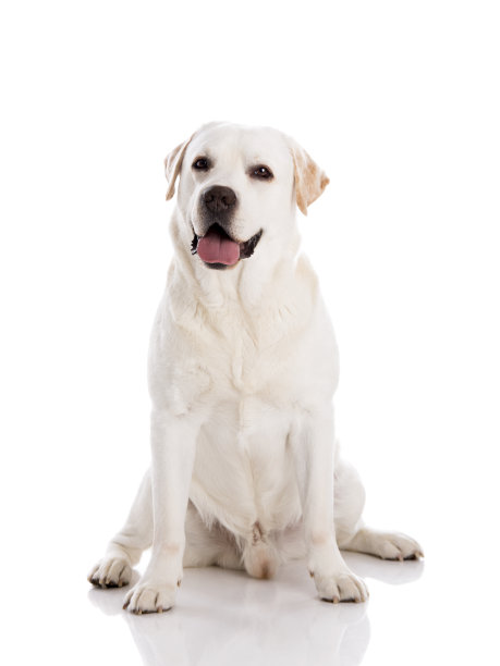 一只拉布拉多犬坐在地板上图片 一只拉布拉多犬坐在地板上图片下载