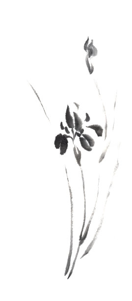 野鸢尾花日式原画sumi-e水墨。图片 野鸢尾花日式原画sumi-e水墨。图片下载