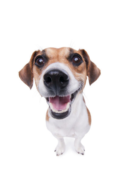 微笑的杰克罗素梗犬。图片 微笑的杰克罗素梗犬。图片下载