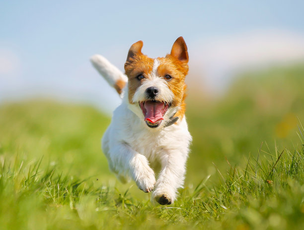 杰克罗素梗犬图片 杰克罗素梗犬图片下载