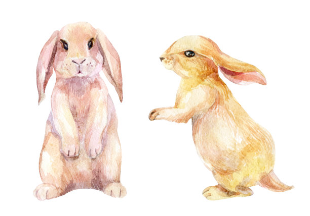 兔子水彩插图图片 兔子水彩插图图片下载