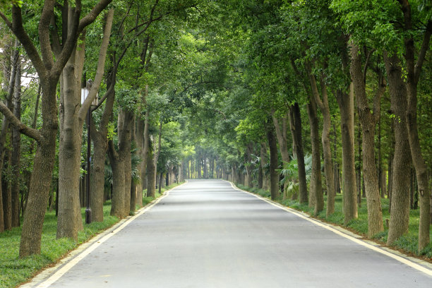 樟脑路径图片 樟脑路径图片下载