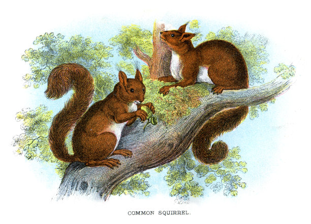 红松鼠(Sciurus vulgaris)图片 红松鼠(Sciurus vulgaris)图片下载