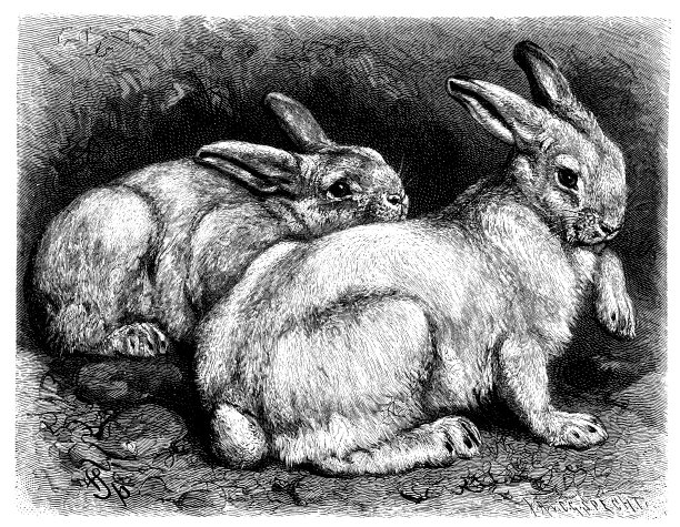 古色古香的野兔插图图片 古色古香的野兔插图图片下载