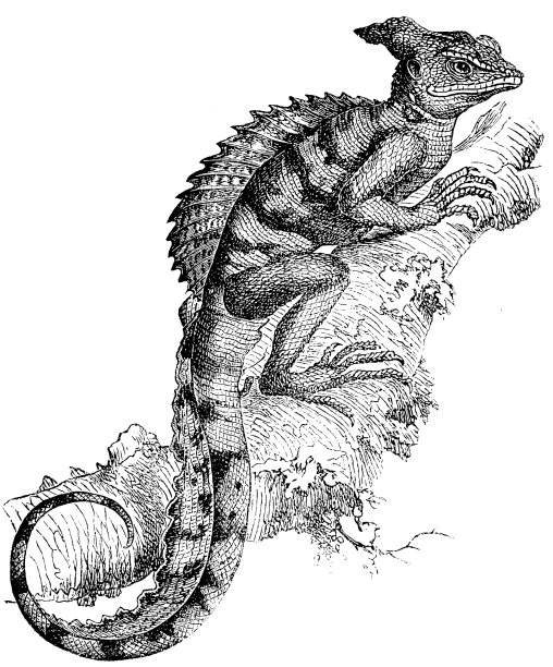普通Basilisk (Basiliscus Basiliscus)图片 普通Basilisk (Basiliscus Basiliscus)图片下载