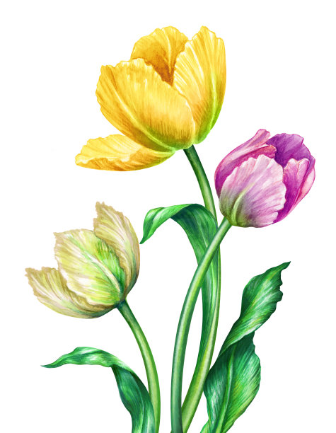 水彩插画,植物艺术,白色春天郁金香,花卉设计元素,美丽的野花,节日贺卡,3月8日,复活节,母亲节,剪贴艺术孤立的白色图片 水彩插画,植物艺术,白色春天郁金香,花卉设计元素,美丽的野花,节日贺卡,3月8日,复活节,母亲节,剪贴艺术孤立的白色图片下载