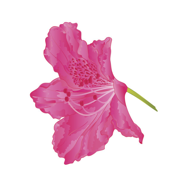 花粉红杜鹃九山灌木,复古手绘向量图片 花粉红杜鹃九山灌木,复古手绘向量图片下载