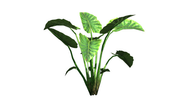象耳植物-在白色背景上分开图片 象耳植物-在白色背景上分开图片下载