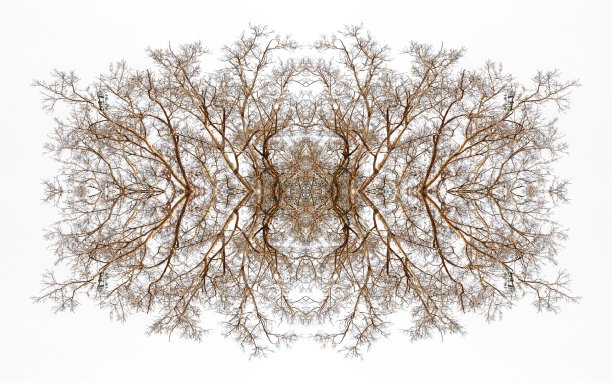 分支树的抽象图片 分支树的抽象图片下载