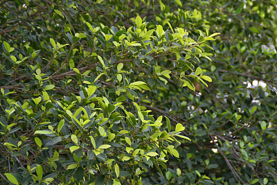 榕树的叶子图片下载