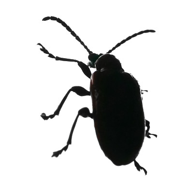 红百合甲虫在白色上图片 红百合甲虫在白色上图片下载