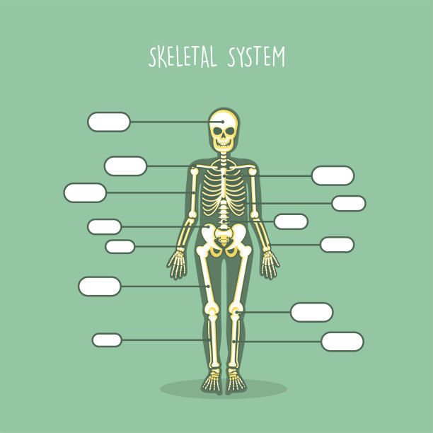 人体骨骼解剖学图片 人体骨骼解剖学图片下载