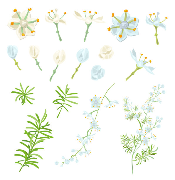 白色,蓝色的花,芽,绿色的枝:茎和叶在白色的背景。芦笋,肉质植物,数字绘图,现实的矢量植物插图设计图片 白色,蓝色的花,芽,绿色的枝:茎和叶在白色的背景。芦笋,肉质植物,数字绘图,现实的矢量植物插图设计图片下载