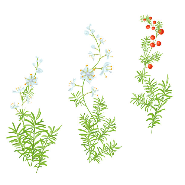 绿枝:白色,蓝色的花,花蕾,红色的浆果,绿色的枝:茎,叶在白色的背景。芦笋,数字绘图,现实的矢量植物插图设计图片 绿枝:白色,蓝色的花,花蕾,红色的浆果,绿色的枝:茎,叶在白色的背景。芦笋,数字绘图,现实的矢量植物插图设计图片下载