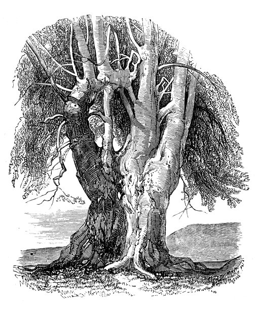 山毛榉的古董插图图片 山毛榉的古董插图图片下载