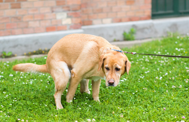 拉布拉多猎犬在公园拉屎图片 拉布拉多猎犬在公园拉屎图片下载