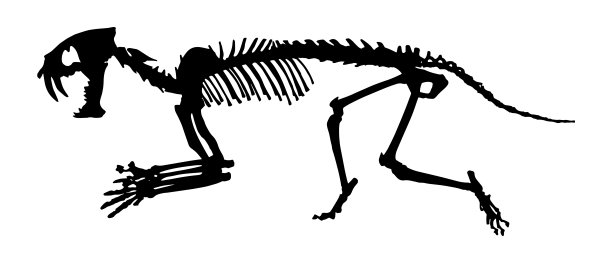 剑齿虎(Hoplophoneus primaevus)骨骼。轮廓向量。侧视图图片 剑齿虎(Hoplophoneus primaevus)骨骼。轮廓向量。侧视图图片下载