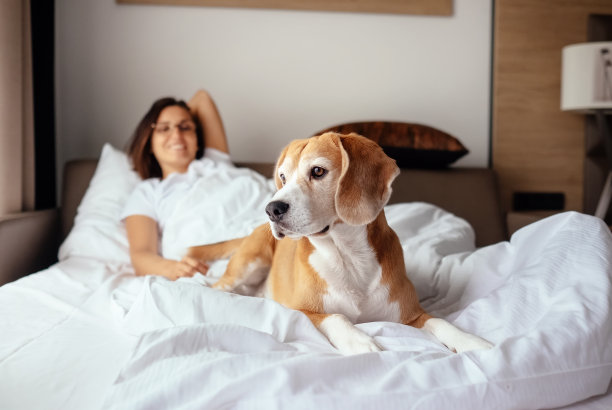 一个女人和她的小猎犬早晨在床上相遇图片 一个女人和她的小猎犬早晨在床上相遇图片下载
