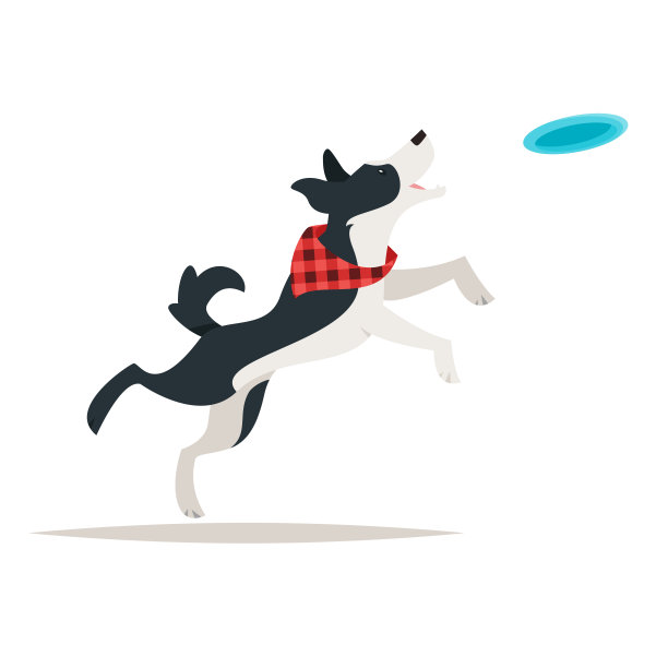 边境牧羊犬跑飞盘图片 边境牧羊犬跑飞盘图片下载