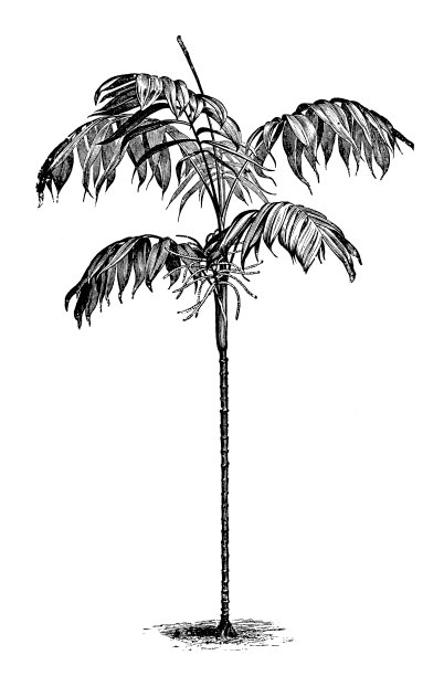 植物学植物仿古雕刻插图:雪梨图片 植物学植物仿古雕刻插图:雪梨图片下载