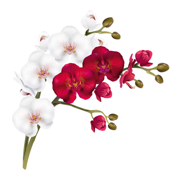 红色和白色的兰花花,现实的矢量插图。图片 红色和白色的兰花花,现实的矢量插图。图片下载