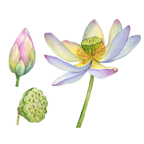 一套印度神圣的莲花,有叶,籽头,芽(也称为埃及豆,莲)。水彩手绘插图孤立的白色背景。图片 一套印度神圣的莲花,有叶,籽头,芽(也称为埃及豆,莲)。水彩手绘插图孤立的白色背景。图片下载