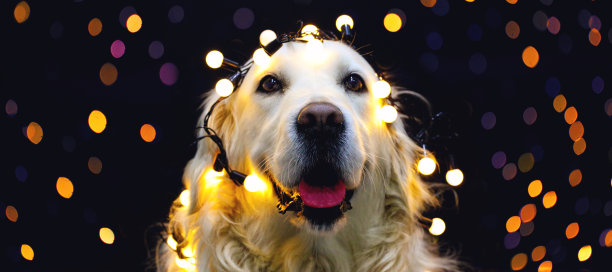 戴着红帽子的金毛猎犬图片 戴着红帽子的金毛猎犬图片下载