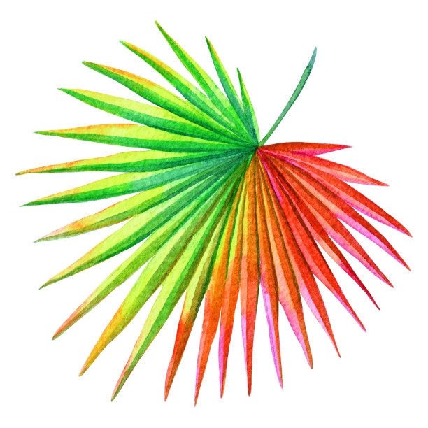 棕榈叶,热带植物插图。图片 棕榈叶,热带植物插图。图片下载