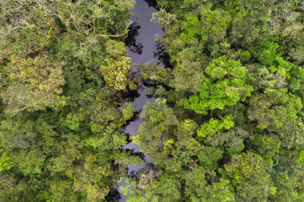 热带雨林全景图片 热带雨林全景图片下载