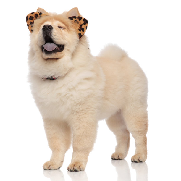 滑稽的松狮犬戴着豹耳,闭着眼睛喘气图片 滑稽的松狮犬戴着豹耳,闭着眼睛喘气图片下载
