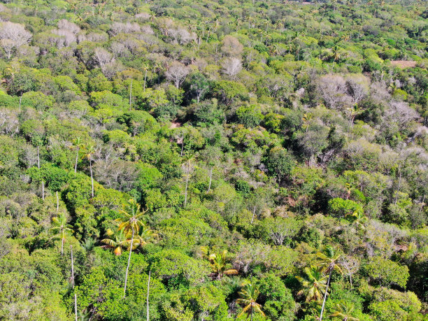 热带森林鸟瞰图,丛林在Praia Do Forte,巴西。图片 热带森林鸟瞰图,丛林在Praia Do Forte,巴西。图片下载