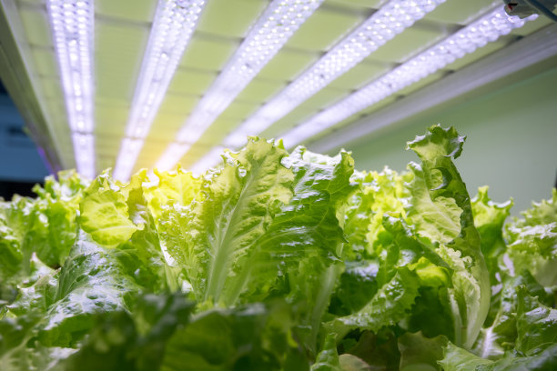 Led照明室内农场技术的温室蔬菜种植图片 Led照明室内农场技术的温室蔬菜种植图片下载