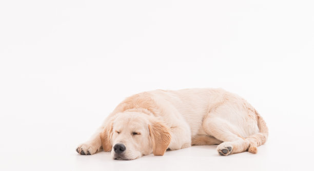 白色背景下的金色猎犬小狗图片 白色背景下的金色猎犬小狗图片下载